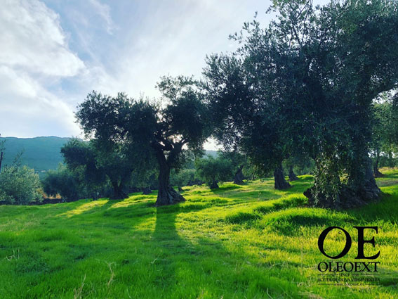 Los olivares de Oleoext, en la Sierra de Altamira