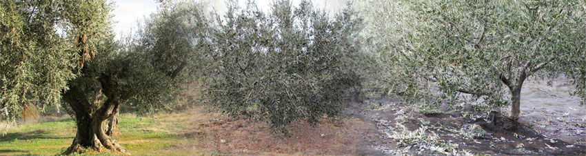 El Olivar de Oleoext, en Carrascalejo, Cáceres. Extremadura