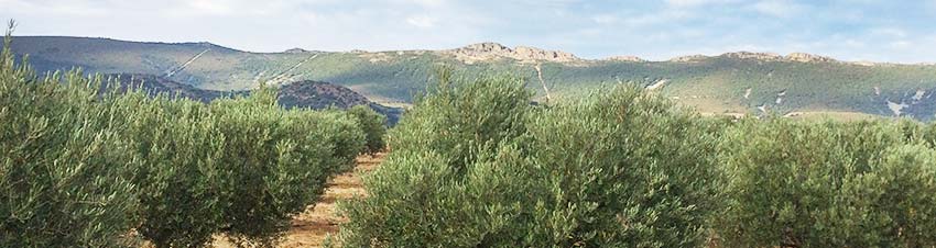 Entorno del olivar de Oleoext: Sierra de Altamira, en los Montes de Toledo, Cáceres