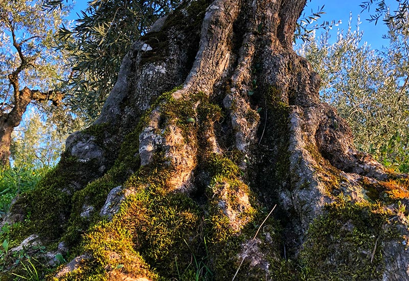 Oeloturismo en el Geoparque Villuercas Ibores Jara